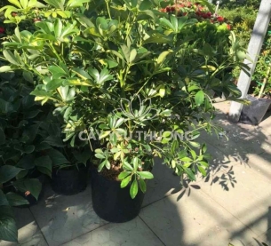 ngũ gia bì - Chậu cây mix nhiều cây nhỏ ở gốc dễ chăm sóc