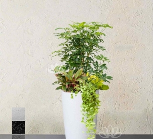 ngũ gia bì - Chậu cây mix nhiều cây nhỏ ở gốc dễ chăm sóc