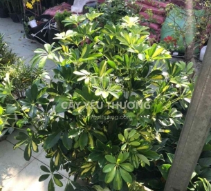 ngũ gia bì - Chậu cây mix nhiều cây nhỏ ở gốc dễ chăm sóc