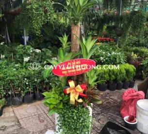 Phát tài khúc Cây thể hiện cho sự may mắn và tài lộc