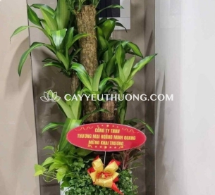 Phát tài khúc Cây thể hiện cho sự may mắn và tài lộc