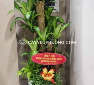 Phát tài khúc Cây thể hiện cho sự may mắn và tài lộc