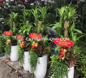 Phát tài khúc Cây thể hiện cho sự may mắn và tài lộc