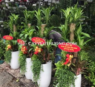 Phát tài khúc Cây thể hiện cho sự may mắn và tài lộc