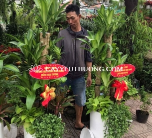 Phát tài khúc Cây thể hiện cho sự may mắn và tài lộc