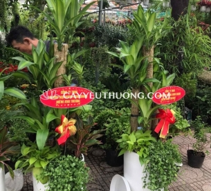 Phát tài khúc Cây thể hiện cho sự may mắn và tài lộc