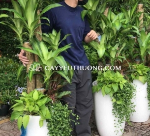 Phát tài khúc Cây thể hiện cho sự may mắn và tài lộc