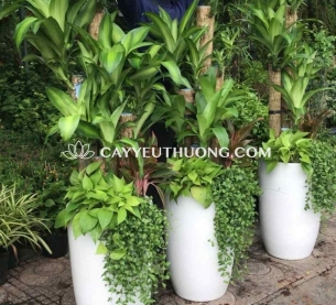 Phát tài khúc Cây thể hiện cho sự may mắn và tài lộc