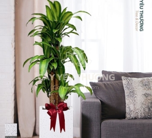 Phát tài khúc - Cây xanh văn phòng tphcm