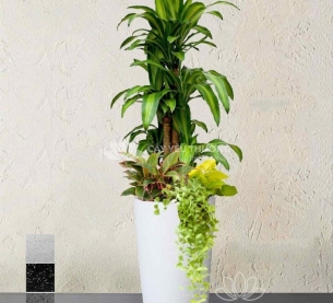 Phát tài khúc - Chậu cây mix nhiều cây nhỏ ở gốc đặt cạnh sofa cực đẹp