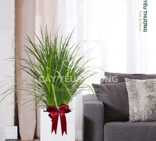 Phát tài núi bụi - Cây xanh văn phòng tphcm