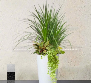 Phát tài núi bụi - Chậu cây mix nhiều cây nhỏ ở gốc trồng căn hộ đẹp,lọc không khí