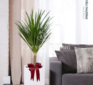 Phát tài núi - Cây xanh văn phòng tphcm