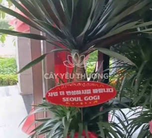 phát tài núi lớn - chậu đá mài vát 38x60cm