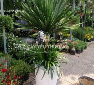 phát tài núi lớn - chậu đá mài vát 38x60cm