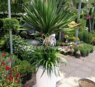 phát tài núi lớn - chậu đá mài vát 38x60cm