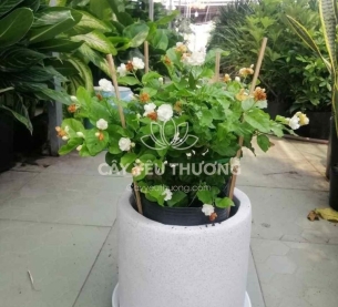 quà tặng khai trương cửa hàng, công ty, quà tặng tân gia - hoa nhài | giá dưới 500k