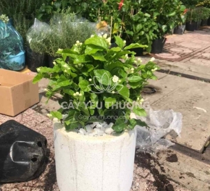 quà tặng khai trương cửa hàng, công ty, quà tặng tân gia - hoa nhài | giá dưới 500k