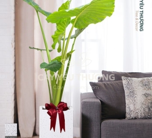 Ráy tai voi - Cây xanh văn phòng tphcm