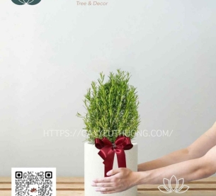 Rosemary (hương thảo) cây quà tặng có mùi thơm | giá rẻ dưới 500k