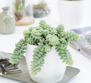 Sen đá chuỗi ngọc