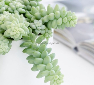 Sen đá chuỗi ngọc