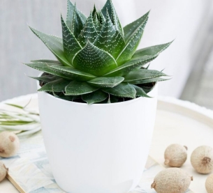 Sen đá dòng mới