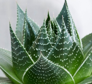 Sen đá dòng mới