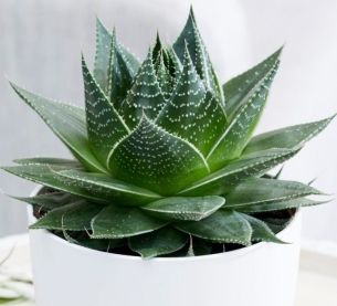 Sen đá dòng mới