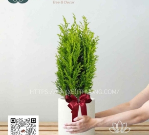 sơn tùng Cây xanh quà tặng được nhiều người yêu thích