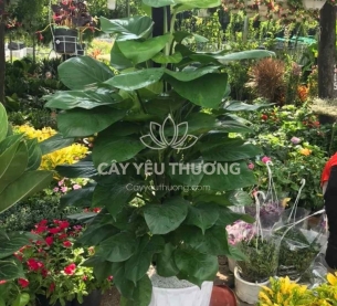 Trầu bà cột - Cây Tặng khai trương văn phòng mới