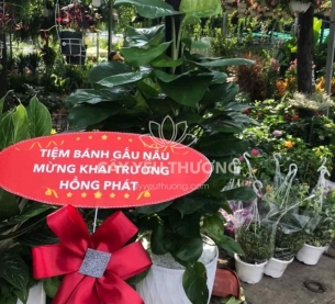 Trầu bà cột - Cây Tặng khai trương văn phòng mới