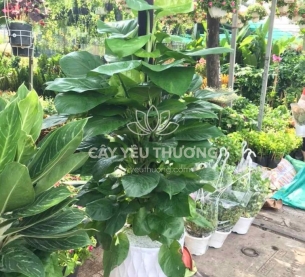 Trầu bà cột - Cây Tặng khai trương văn phòng mới