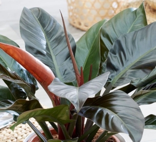 TRẦU BÀ ĐẾ VƯƠNG ĐỎ