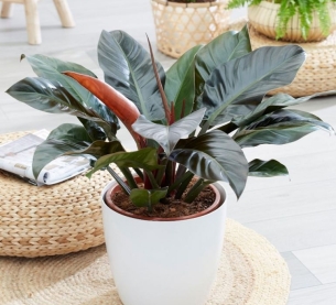 TRẦU BÀ ĐẾ VƯƠNG ĐỎ