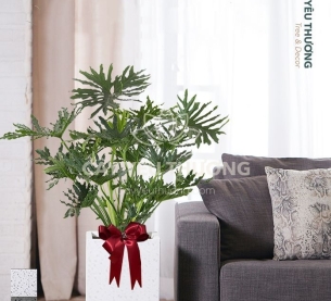 Trầu bà thanh xuân - Cây xanh văn phòng tphcm