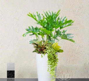 Trầu bà thanh xuân - Chậu cây mix nhiều cây nhỏ ở gốc nên trồng trong nhà