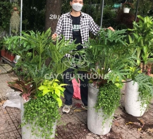 Trầu bà thanh xuân - Chậu cây mix nhiều cây nhỏ ở gốc nên trồng trong nhà