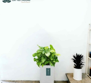 Trầu bà trắng - Chậu xi măng,chậu đá mài trụ chữ nhật 30x30x60cm