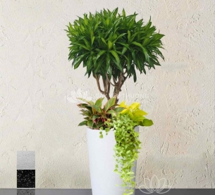 trúc bách hợp - Chậu cây mix nhiều cây nhỏ ở gốc phong thuỷ cực tốt