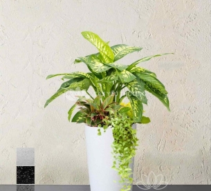 vạn niên thanh - Chậu cây mix nhiều cây nhỏ ở gốc phong thuỷ nhiều năng lượng tích cực